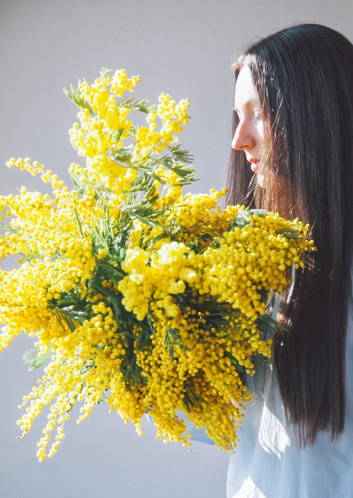 Premium - Mimosa